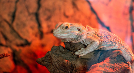 Little lizzard with spikes in reptile park.