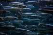 A group of sardines or herring swimming together in the ocean with blue tone colors. Food, overfishing and industry concept.