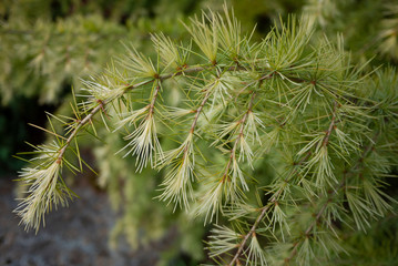 Sticker - Larix laricina, commonly known as the tamarack, hackmatack, eastern larch, black larch, red larch, or American larch.