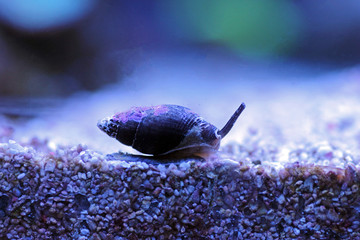 Nassa mud snail (dog whelks) - Nassarius arcularius