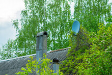 Blue Satellite Dish On The Roof Of The House Surrounded By Plants