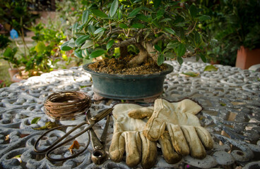 Bonsai tree with tools