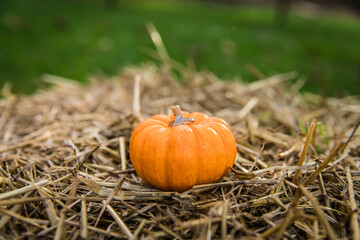 a mini pumpkin with an engagement ring in the fall.
