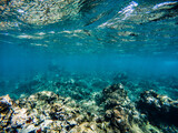 Fototapeta Do akwarium - Coral Reef