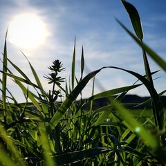 grass and sky