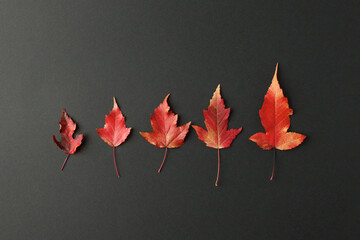 Autumn fall leaves on black background, stylish seasonal minimal review composition concept