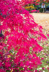 red maple leaves