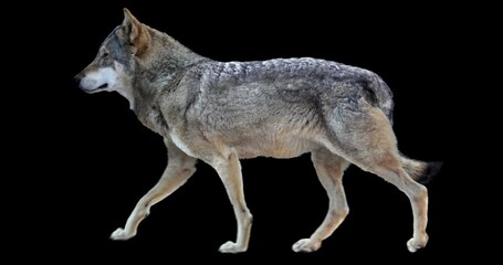 Wall Mural - Wolf walking realistic animation. Isolated animal video including alpha channel allows to add background in post-production. Element for visual effects.
