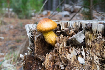 Unedible mushroom fungus in pine forest autumn background