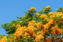 Beautiful Orange Flower In A Garden.Selective Focus Colorful Delonix Regia Flower In The Sky Background.Also Called Royal Poinciana, Flamboyant, Flame Tree.