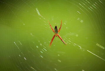 spider on a web