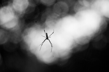 spider 