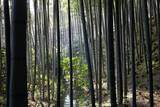 Fototapeta Dziecięca - The Bamboo Forest, or Arashiyama Bamboo Grove or Sagano Bamboo Forest, is a natural forest of bamboo in Arashiyama, Kyoto, Japan.