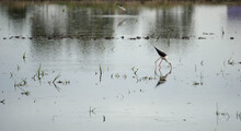 Small Bird Eating Fish On Rice Field
