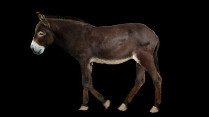 Wall Mural - Donkey walking realistic animation. Isolated animal video including alpha channel allows to add background in post-production. Element for visual effects.