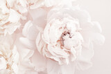 Pastel peony flowers in bloom as floral art background, wedding decor and luxury branding design