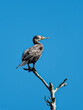 A perched Cormorant against a blue sky (portrait)