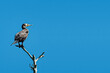 A perched Cormorant on a blue back ground (wide view)