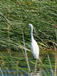 Little Egret Amongst the Reeds