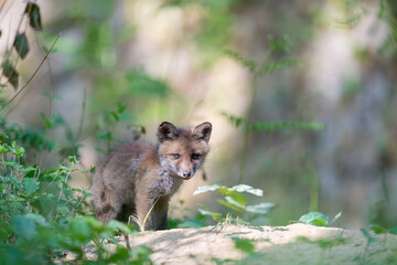 Poster - Renardeau, foxes