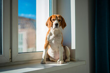 Beagle Dog On Windowsill