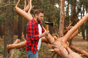 Wall Mural - Handsome lumberjack cutting down trees in forest