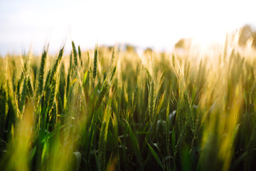 Young green wheat growing in soil. Ripening ears of wheat field.  Summer day. Sunset light 