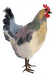 Watercolor illustration of a hen