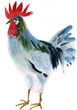 Watercolor illustration of a rooster
