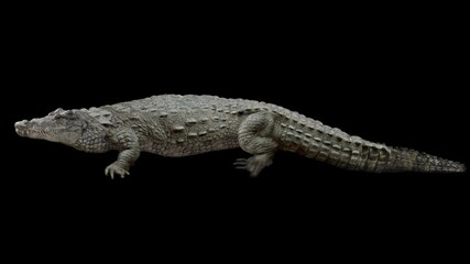 Wall Mural - Crocodile walking realistic animation. Isolated animal video including alpha channel allows to add background in post-production. Element for visual effects.