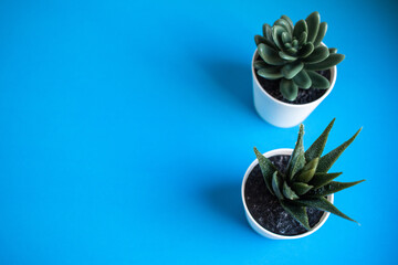 two green succulents on the blue background