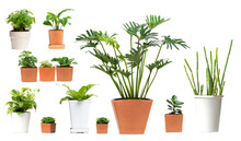 Set Of Urban Plants In Pot For Office, House, Cafe, Restaurant Green House Concept On White Background
