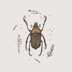 Wall Mural - Hand-drawn chafer beetle on a light isolated background. Insect vector illustration in vintage style. Design element for zoological composition, poster, cover, brochure.