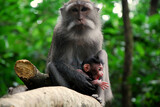 Fototapeta Zwierzęta - Małpie dziecko