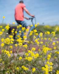 man passes spring flowers under blue sky in dutch summer landscape