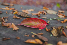 A Close Up Shot Of A Fallen Red Leaf On A Wooden Table In A Park In Autumn Surrounded With Sere Brown Leaves