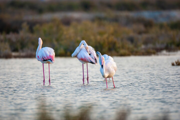 Greater Flamingo, (Phoenicopterus roseus) in its natural habitat.