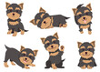 The collection of Yorkshire terrier in many action. Graphic resource about set of dogs Yorkshire terrier for graphic, content, etc. 
