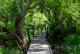 Fototapeta Krajobraz - Wooden bridge over the River Chess at Chorleywood, Hertfordshire UK, photographed on a sunny May afternoon. 