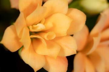 Little orange flower on the nature.