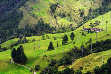 Wall Mural - Misty alpine landscape of Cocora valley, Salento, Colombia, South America