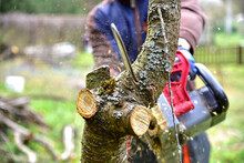 Professional Gardener Cuts Branches On A Old Tree, With Using A Chain Saw. Trimming Trees With Chainsaw In Backyard Home. Cutting Fire Wood In Village. Caring For Nature, Ecology And Improvement