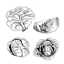 Set Of Vector Sketches Of Cabbage. Hand Drawn Illustration Isolated