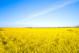 Fototapeta Tęcza - yellow rape field