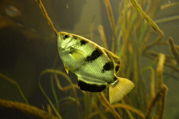 Poster - Tropical fish in aquarium, Frankfurt am Main (Germany)