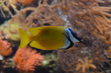 Poster - Tropical fish in aquarium, Frankfurt am Main (Germany)
