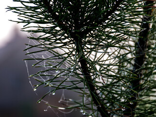 Wall Mural - plants wrapped in a spider web, beautiful morning dew