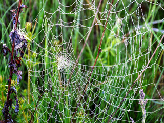 Wall Mural - plants wrapped in a spider web, beautiful morning dew