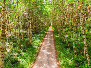 Long road in the forest