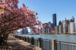 Empty Walkway with Pink Flowering Cherry Blossom Trees during Spring on Roosevelt Island in New York City with the Manhattan Skyline
